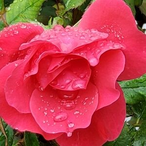 Have A Beautiful Day